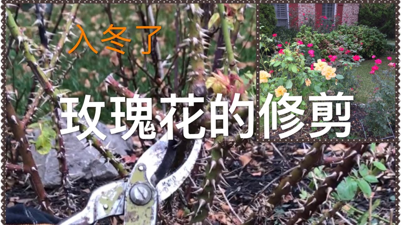 要入冬了，如何修剪玫瑰？  玫瑰和月季有什么区别？ How to Prune Roses Before Winter?