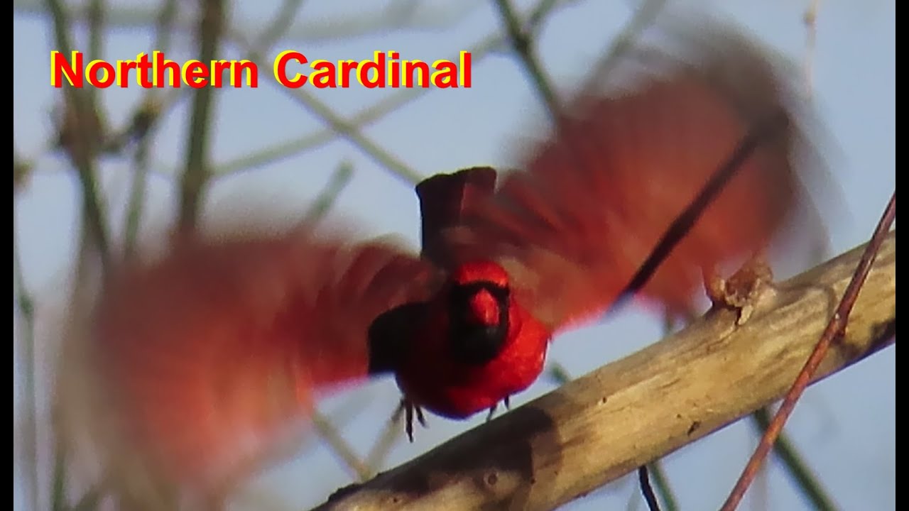 🐦Northern Cardinal Sounds n Food.