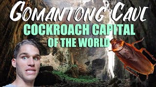 GOMANTONG CAVE in BORNEO MALAYSIA  COCKROACH CAPITAL of the WORLD