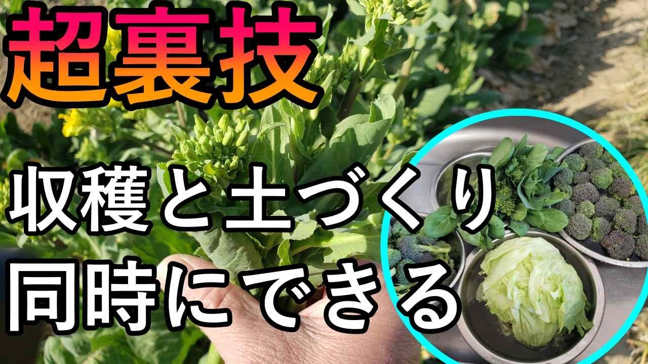 菜の花をすぐにたたまないで！収穫と土づくりを同時にできる“春のハイブリッド裏技”教えます