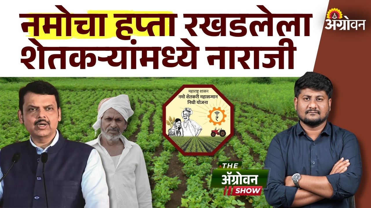Namo Installment : अडीच महिने उलटूनही नमोचा हप्ता मिळेना | Agrowon