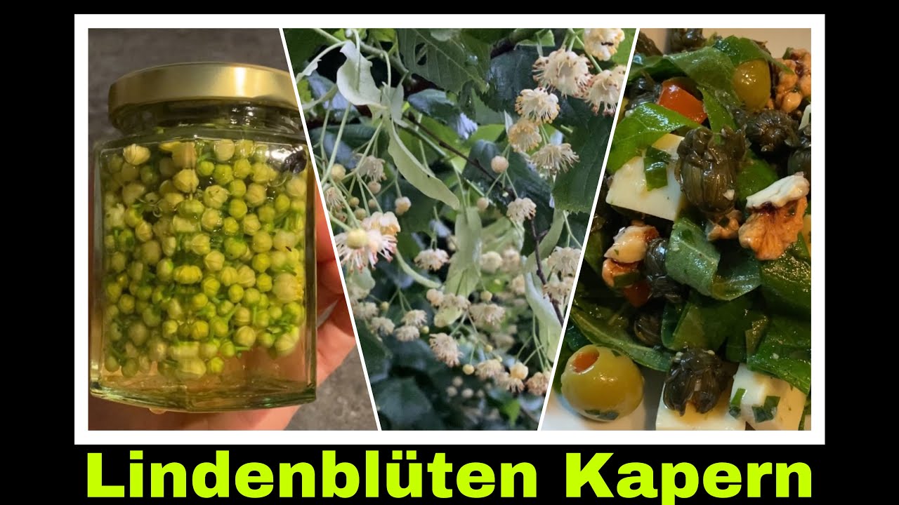 Lindenblüten Kapern und Lindenblätter Salat selber machen | Selbstversorgung: Lindenbaum