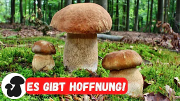 Welche Pilze gibt es in Rheinland-Pfalz?