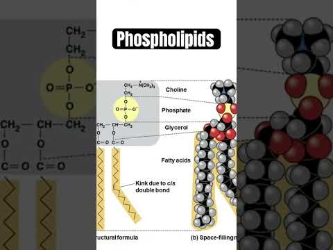 Video: Mis on fosfolipiidi struktuur?