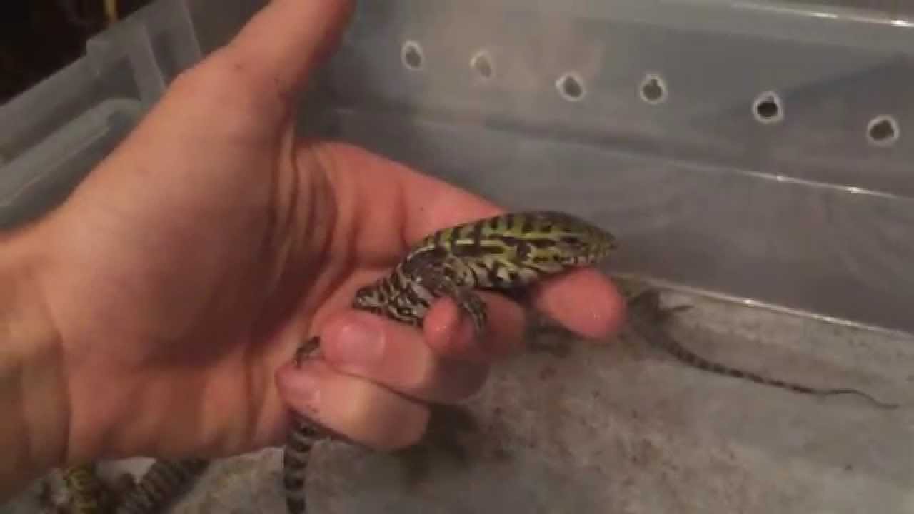lizard skin grips BLACK FLAME TEGU Babies