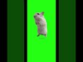 ハムミームを流行らせたい🐹#ハムスター
