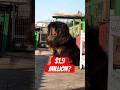 3 Most Luxurious &amp; Giant Dog Ever. #shorts #ytshorts #dog #facts #ytshorts