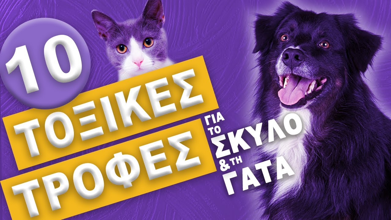 10 Τοξικές Τροφές για το Σκύλο και τη Γάτα!