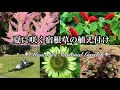 《夏に咲く宿根草の植え付け》ガーデニング＊荒れた庭の手入れ＊ブロアバキュームを使ってみた＊Planting the injured grass that blooms in summer