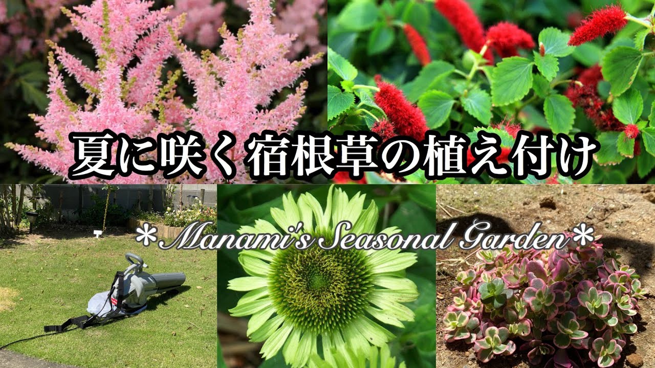 夏に咲く宿根草の植え付け ガーデニング 荒れた庭の手入れ ブロアバキュームを使ってみた Planting The Injured Grass That Blooms In Summer Youtube 夏に咲く宿根草の植え付け ガーデニング 荒れた庭の手入れ ブロアバキュームを使ってみた Planting The Injured Grass That Blooms In Summer Youtube