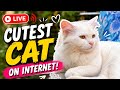 LIVE NOW: Cutest Cat on Internet 😺🐾