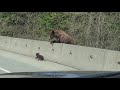 Mama Bear Helps Struggling Baby Cub Cross Canadian Highway