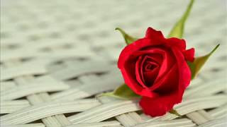 Beautiful Red Roses Whatsapp Status Images Romantic Red Rose Flower Wallpaper Pictures