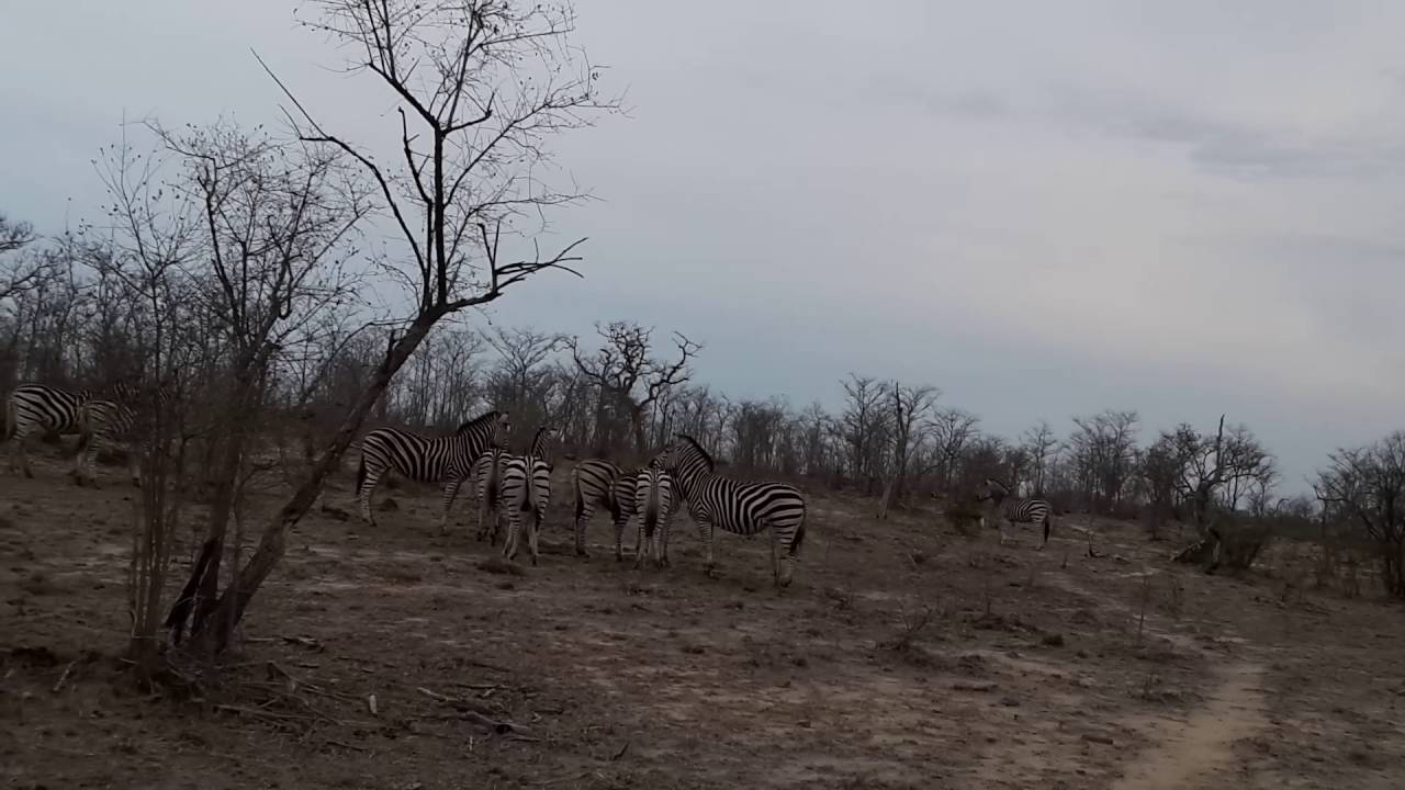 Wild dogs vs Zebra and eating an Impala YouTube