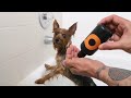 All natural vegan non toxic dog shampoo and conditioner by noah the vegan