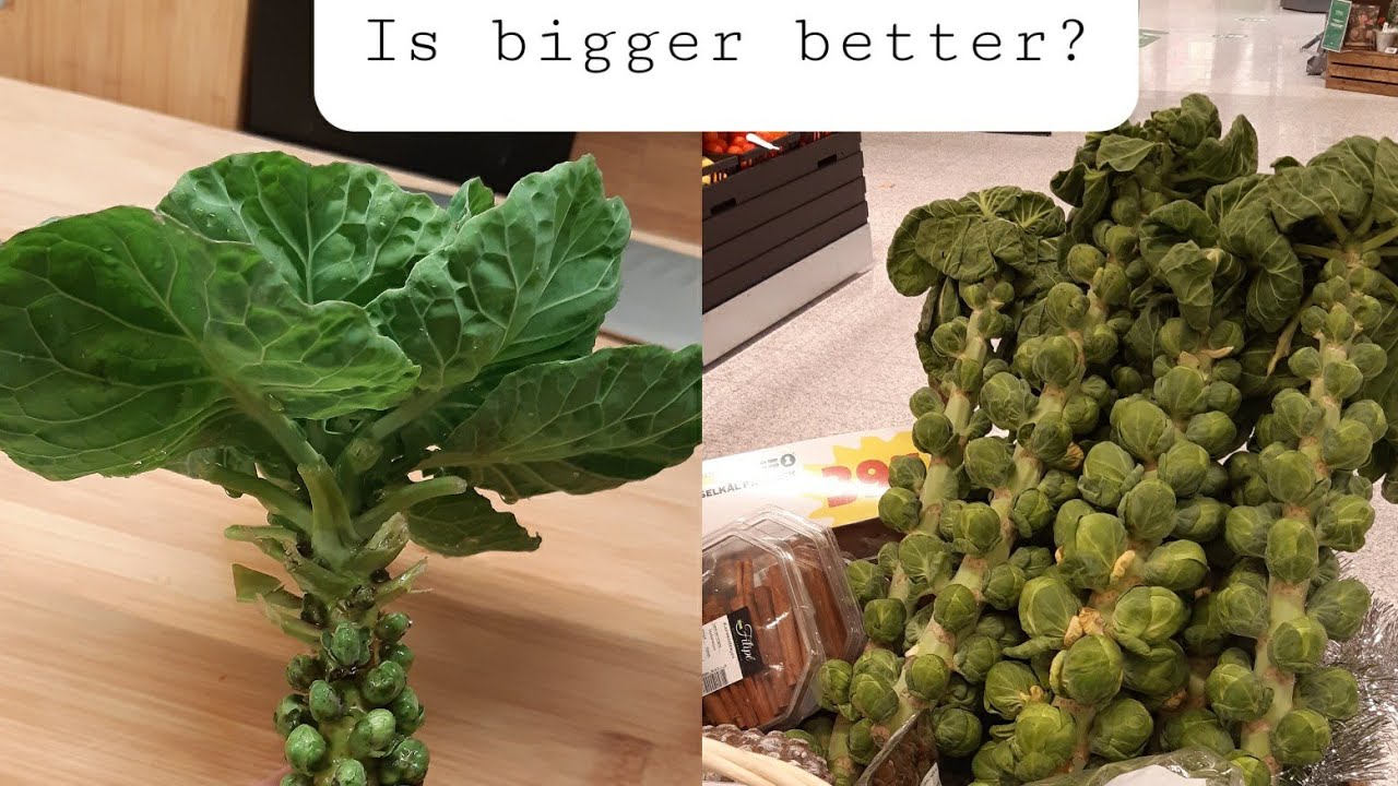 Is bigger better? Store bought versus garden fresh Brussel Sprouts