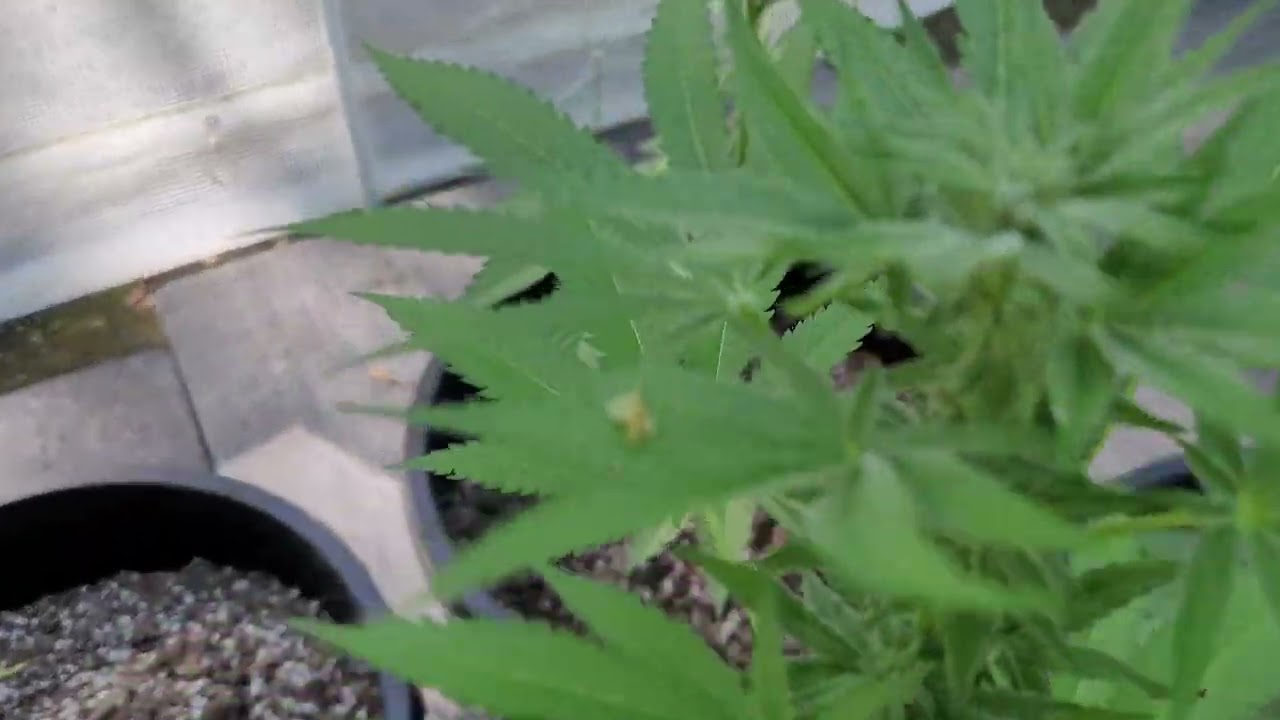 Male "MONEY SHOT!" white everywhere! Girls Pregnant! GMO OREO1.0 Hash MinTz peach skunk