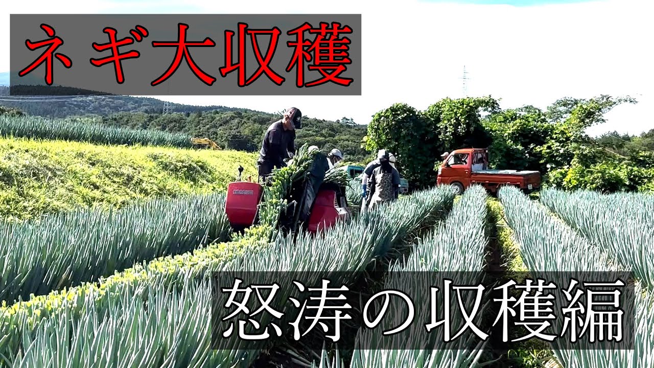 【貴重映像】長ネギ収穫作業の一部始終を大公開！１日目