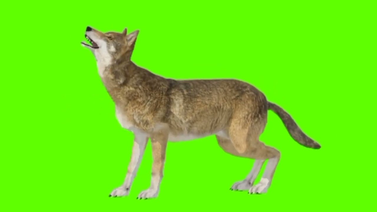 Green screen wolf video | wolf howl green screen