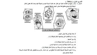 نموذج امتحان الفصل الاول | سلسلة تمارين مع الحلول النموذجية للسنة الاولى ثانوي