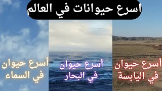 اسرع حيوانات في العالم في اليابسة والسماء والبحار