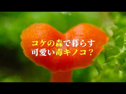 幻覚を引き起こす毒キノコ？ 謎が多すぎる「ヒナノヒガサ」