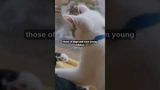 Why Cats Are Secretly Geniuses – Mind-Blowing Cat Intelligence Facts #shorts #youtubeshorts #cats