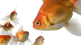 Gold fish chasing #goldfish #goldfishbreeding #goldfishaquarium #funforkids