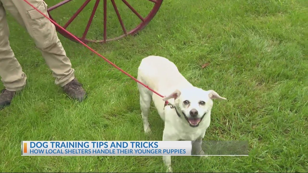 Dog training tips and tricks