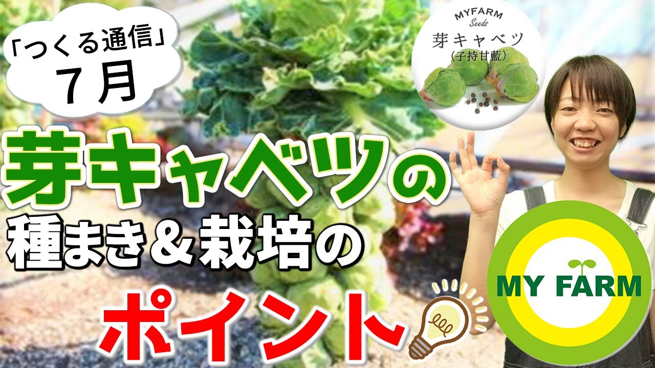 芽キャベツの育て方を徹底解説 種まきから 葉かき の栽培管理 収穫まで 7月つくる通信 Youtube