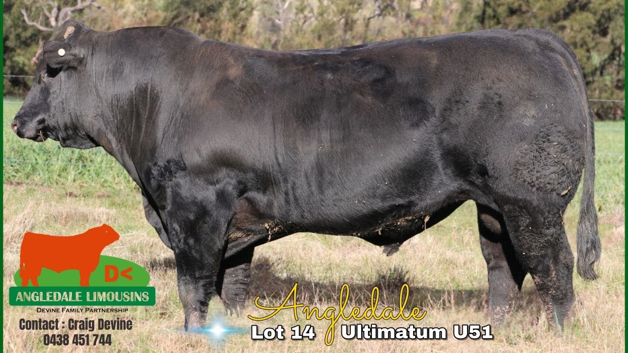 NLBS 2025 Lot 14 Angledale Ultimatum U51 (TDJPU51)