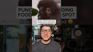 Punch seen hoarding food