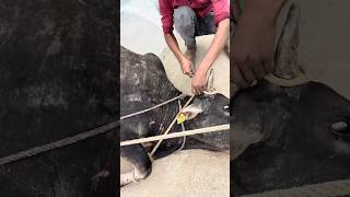 नंदी बाबा की रस्सी काटने का काम किया है # #animals #cow #youtube #help