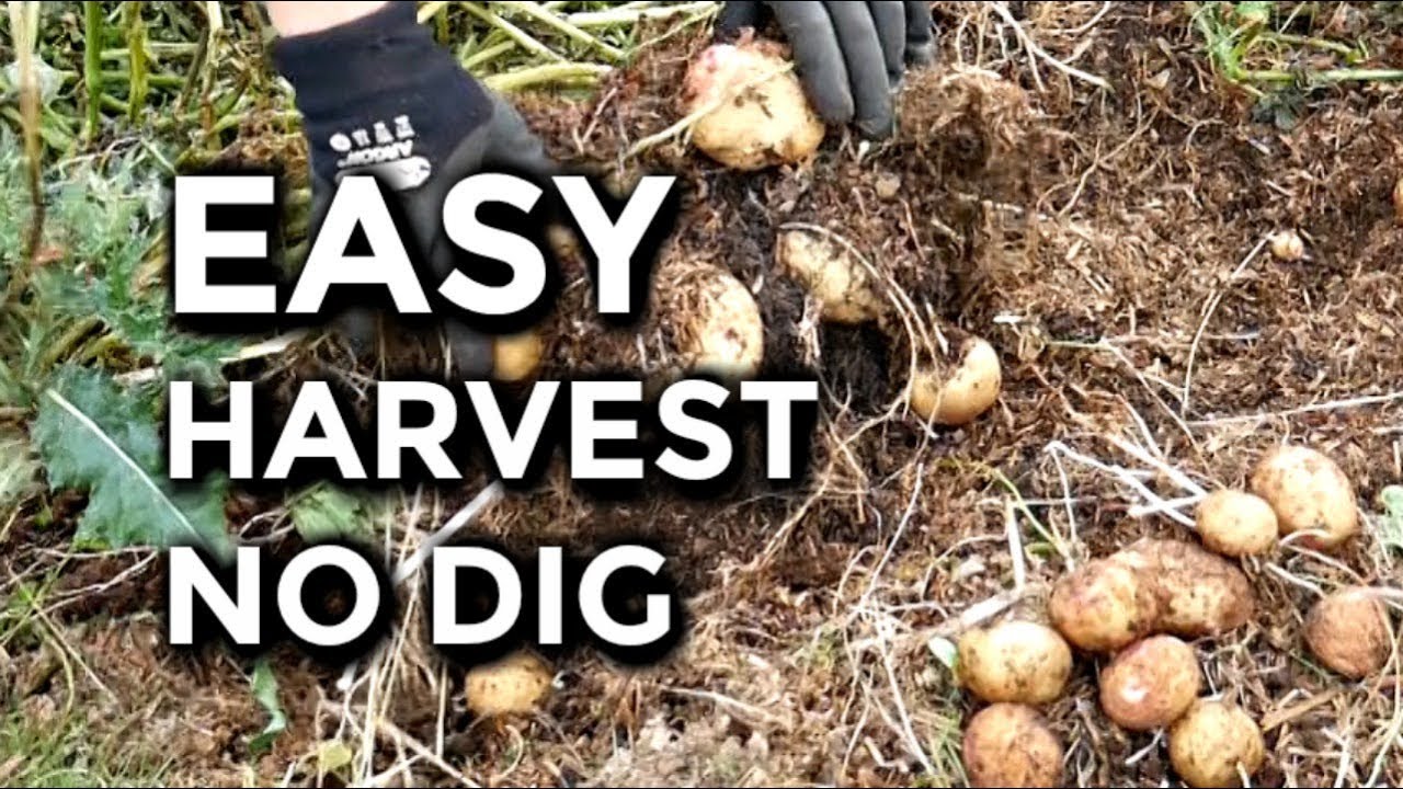 EASY Harvest No Dig Potatoes - YouTube