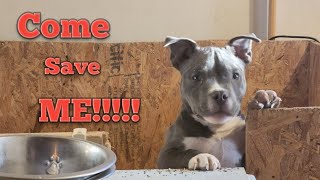 American Bully Wants A New Family