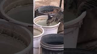 Cat Drinking Water From Bucket