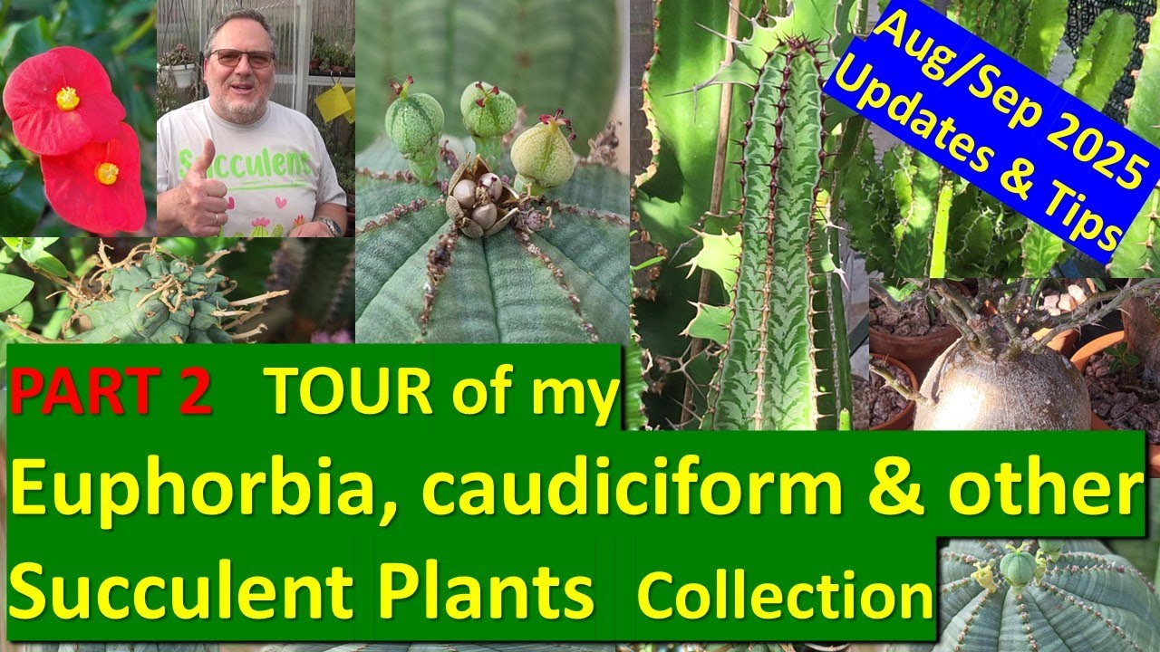 TOUR PART 2 of my SUCCULENT PLANTS COLLECTION: EUPHORBIA, PACHYPODIUM, CAUDEX & more #cacti #plants