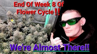 [UPDATE] Pineapple Express & Thug Roze clones, end of week 8 update!!🤙😎👌💯