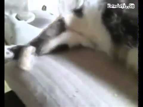 Кот уходит гиф. Кот уходит на задних лапах. Кот ушел видео. Кот ходит по попе человека. Кот ушел 2.