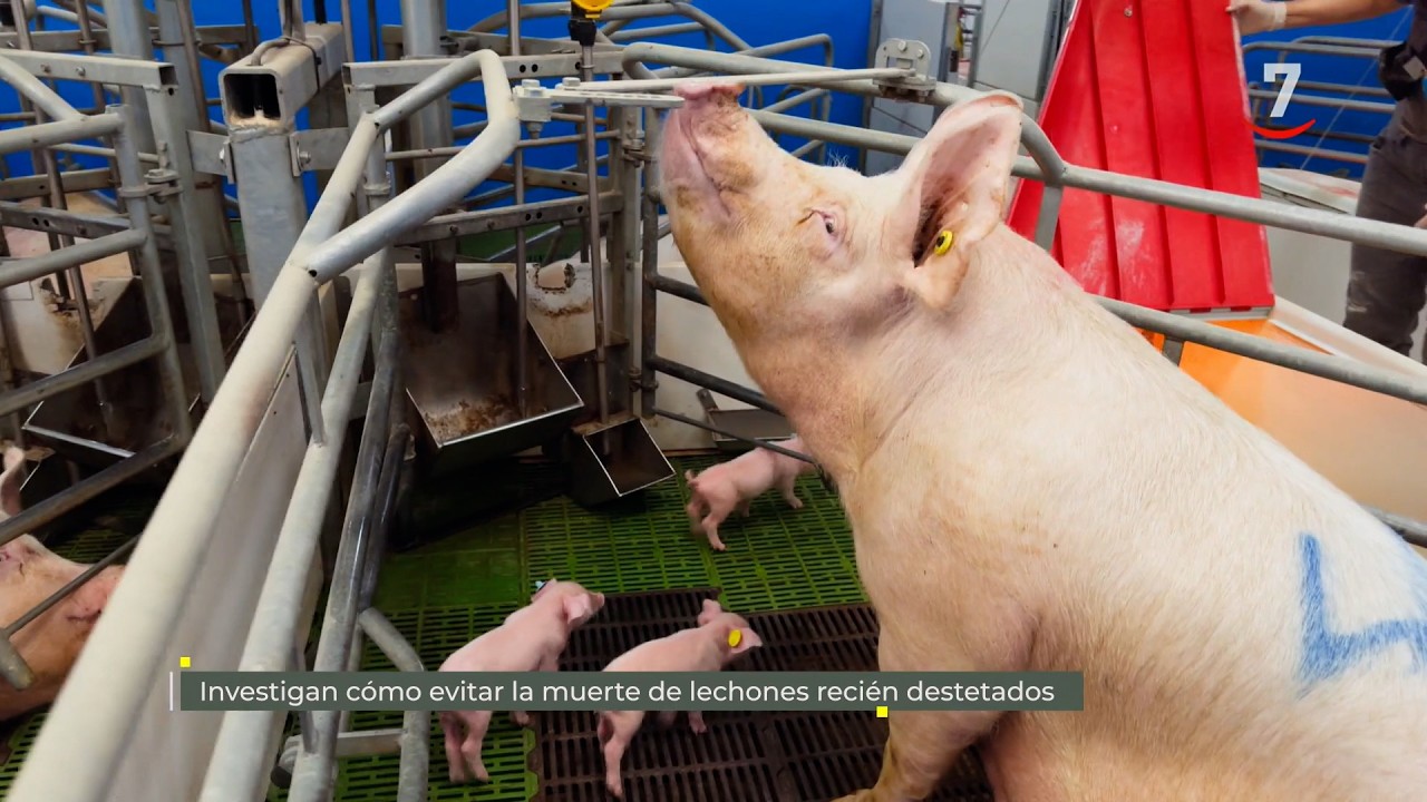 Flash El campo al día (10/09/2026): Investigan cómo evitar la muerte de lechones recién destetados