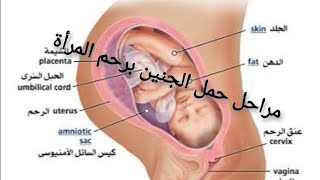 مراحل حمل الجنين برحم المرأة