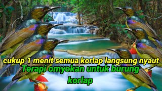 Terapi korlap cukup 1menit langsung nyaut #korlap