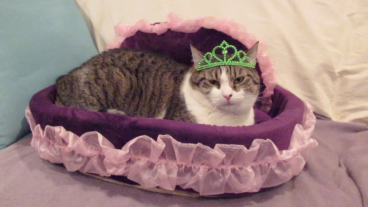 funny cats sleeping in weird positions compilation 2014 funnyplox Boo Year 2 # 122 - Mail Time, Queen Stella, The Geese Have Returned, Mukbang With Boo