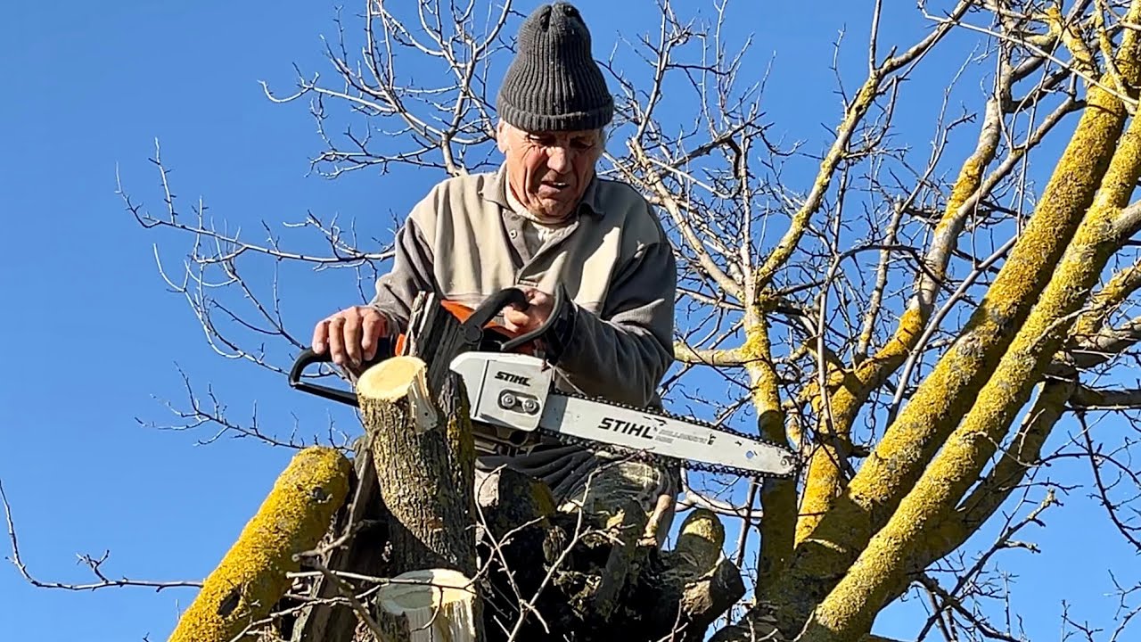 Nea Milan taie cu drujba la înălțime la 77 de ani!