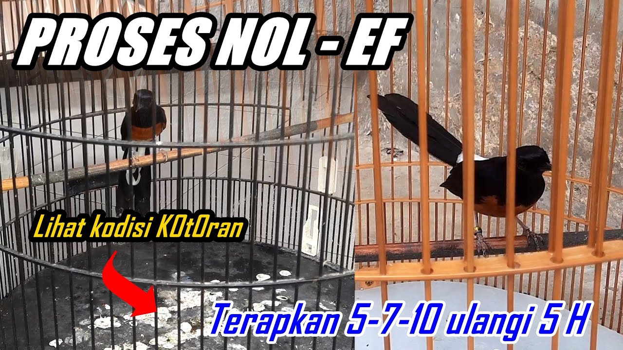 Tahap penting ! PROSES NOL EF MURAI BATU agar fighter mudah naik