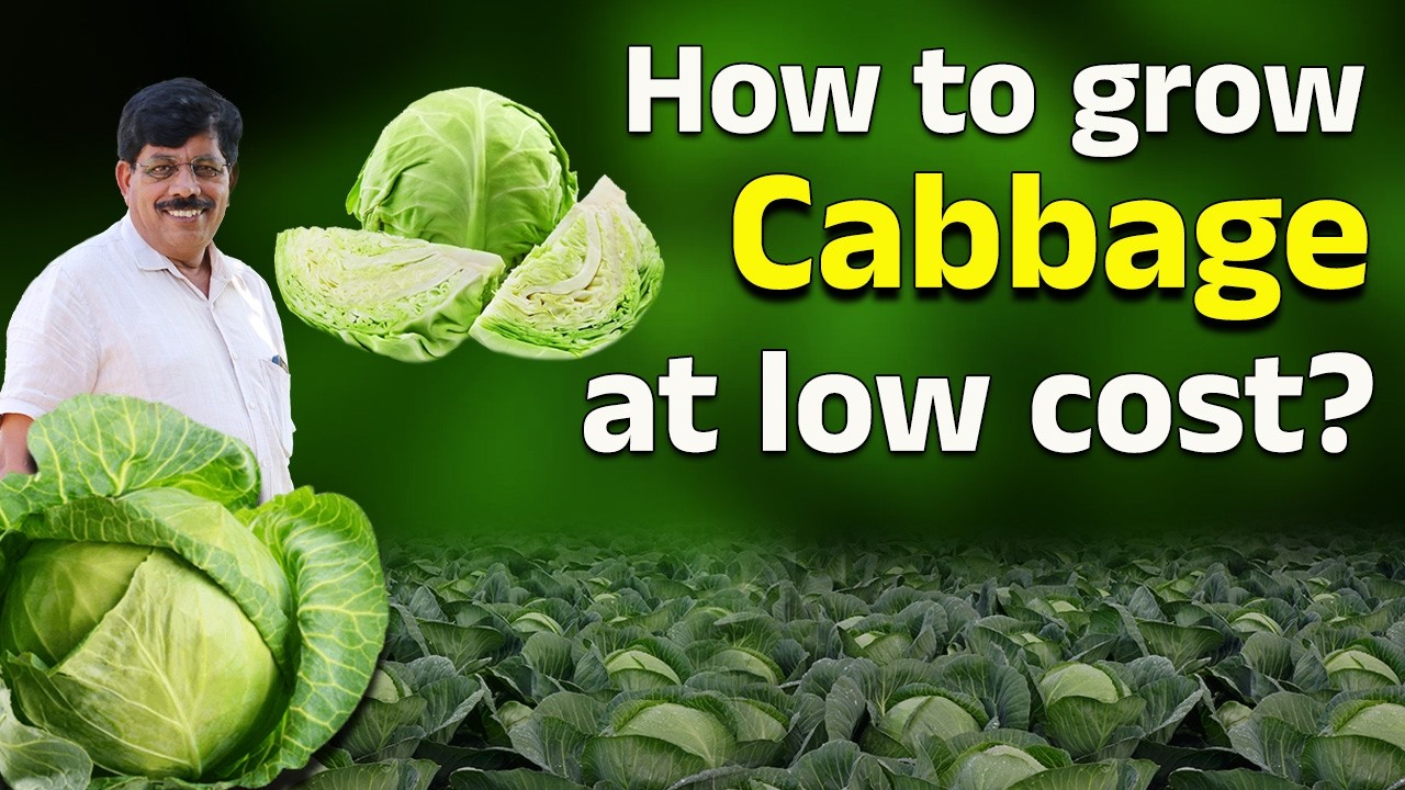 How to grow Cabbage at low cost?