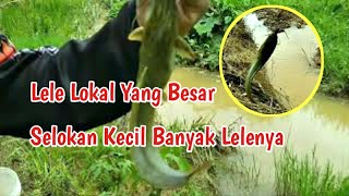 Mancing Lele Di Selokan Sawah Dapat Lele Lokal