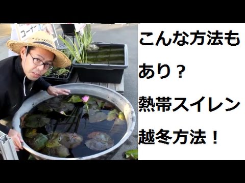 こんな方法もあるのか熱帯スイレンの冬越し方法 杜若園芸 Youtube