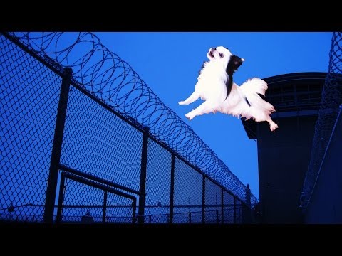 チワワの脱走!!  /  Prison Break Chihuahua