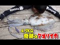 エギング界震撼！地磯の藻場で4.5キロ超えの巨大アオリイカ釣れた！(Vol.368)